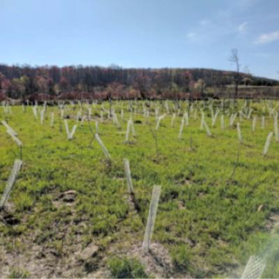 After Application, Grass Growing