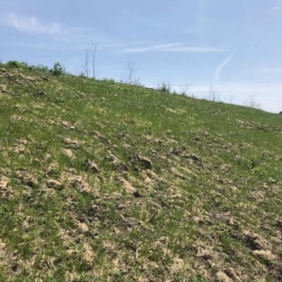 One Month after Installation, Significant Vegetation Achieved